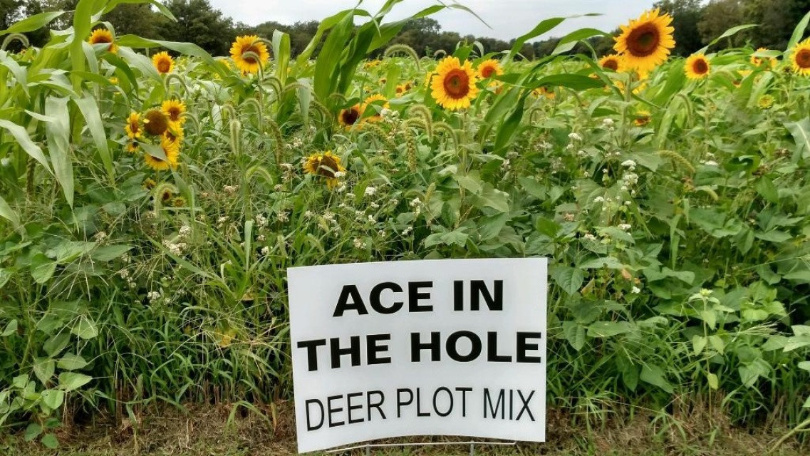 Spring And Summer Food Plots For Deer
 Ace in the Hole Mixes