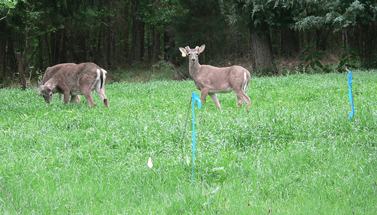 Spring And Summer Food Plots For Deer
 Spring and Summer Food Plots