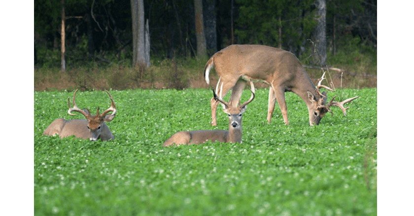 Spring And Summer Food Plots For Deer
 7 Great Food Plot Seed Options To Try This Spring