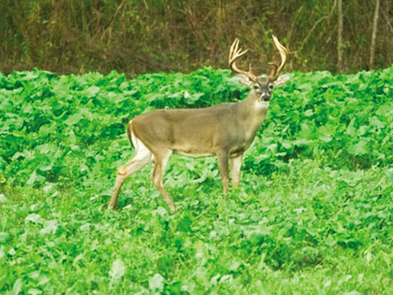 Spring And Summer Food Plots For Deer
 Farm Hand Day in the Dirt