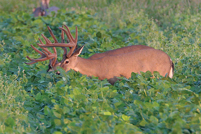 Spring And Summer Food Plots For Deer
 Southern Food Plot Planting Strategies North American Whit