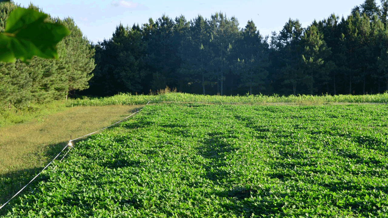 Spring And Summer Food Plots For Deer
 4 Steps for a Successful Spring Food Plot