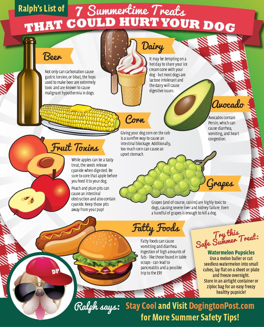 Summer Food Safety
 Infographic 7 Summertime Treats That Could Hurt Your Dog