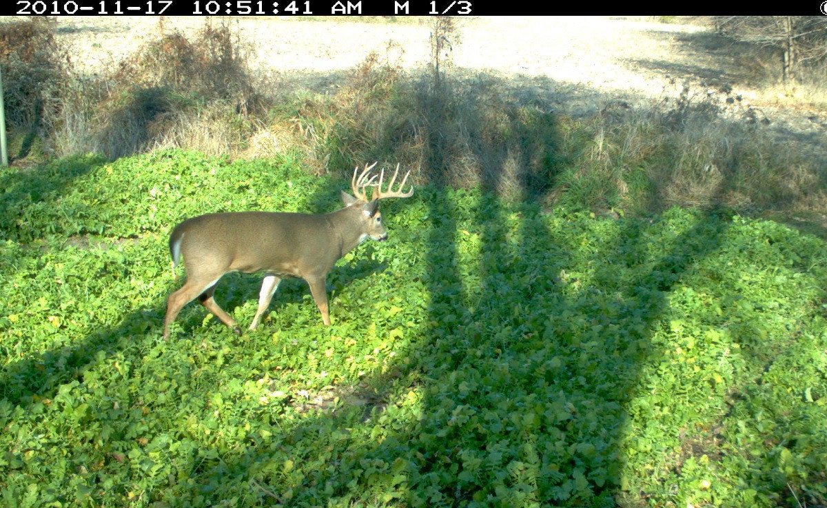 Winter Food Plot For Deer
 A Recipe for the Perfect Fall Food Plot