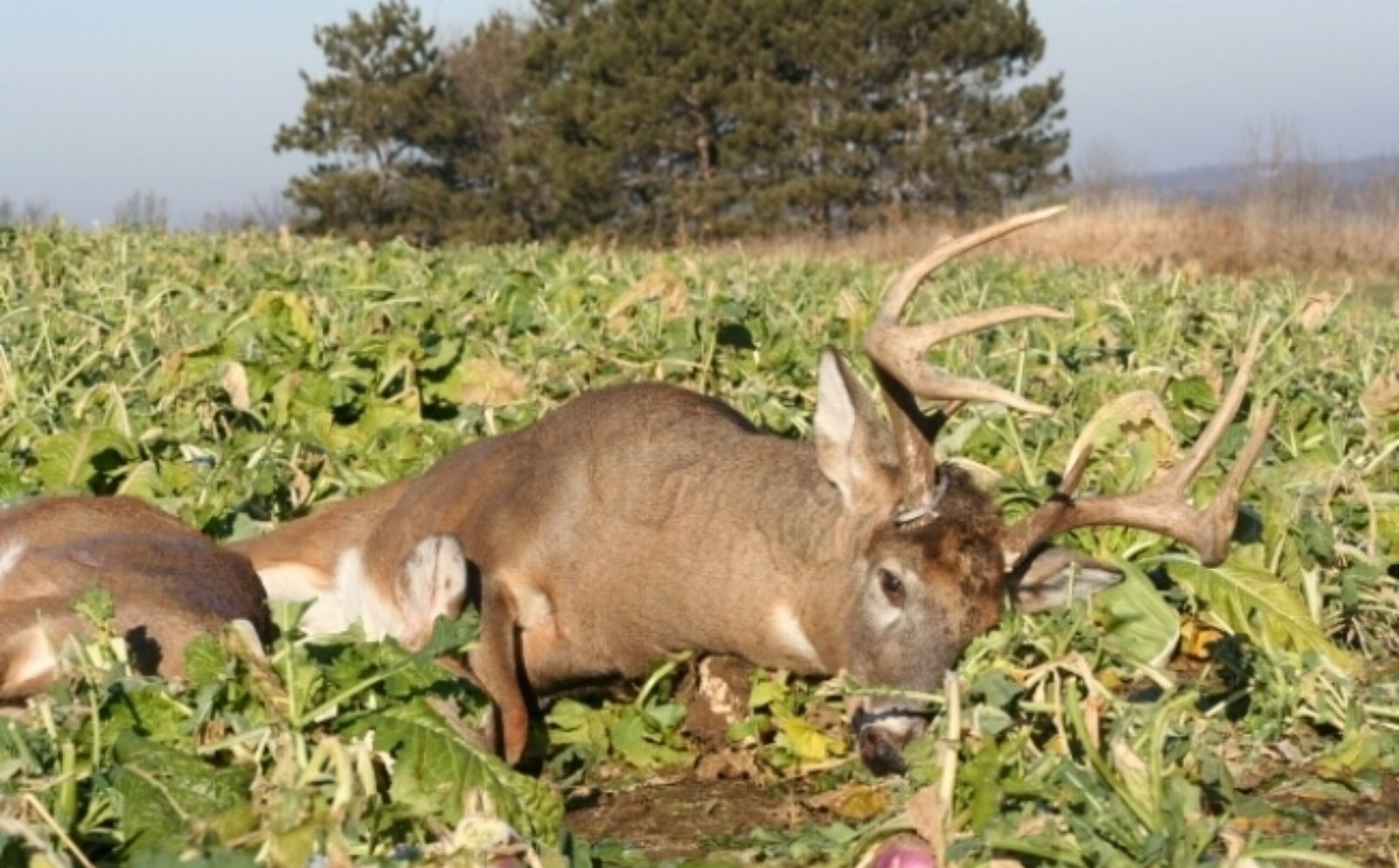 Winter Food Plot For Deer
 whitetail food plots