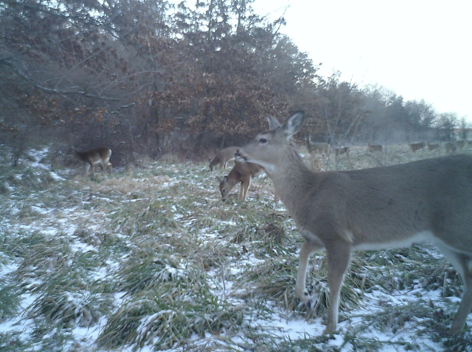 Winter Food Plot For Deer
 Best Winter Food Plots for Whitetails