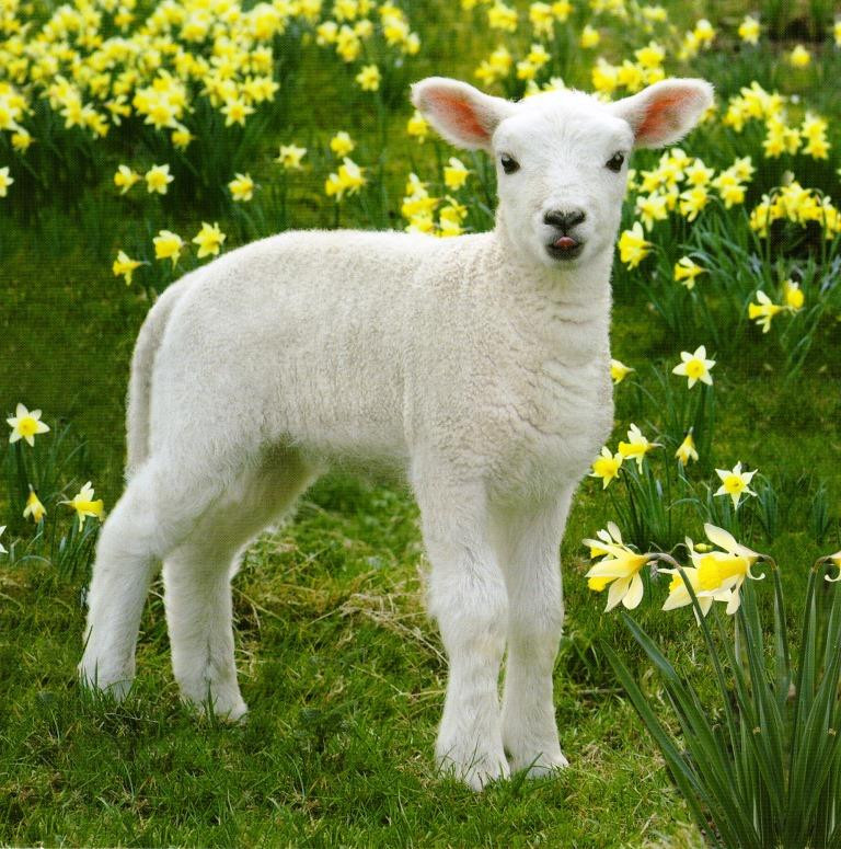 Lamb For Easter
 Easter Spring Lamb graphic Greeting Card