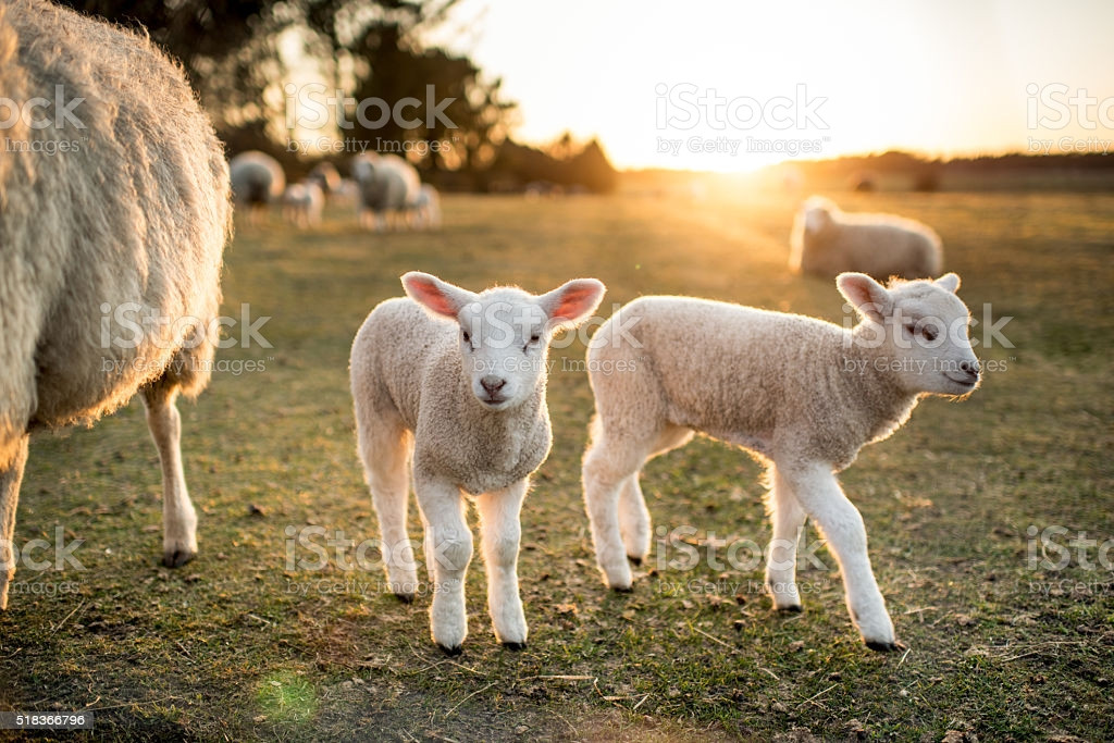 Lamb For Easter
 Easter Lambs Stock Download Image Now iStock